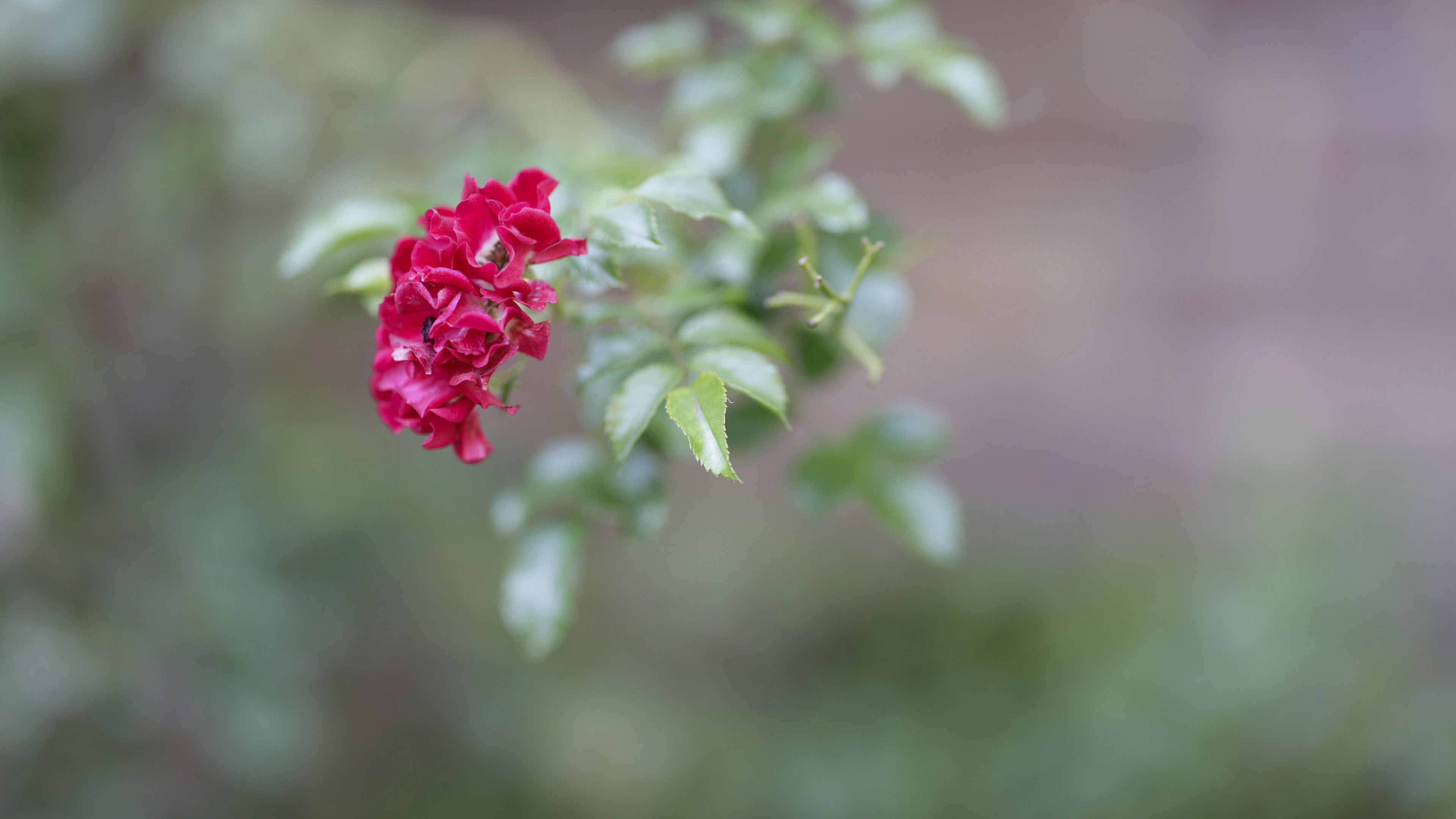 review canon rf 85mm f1.2l usm