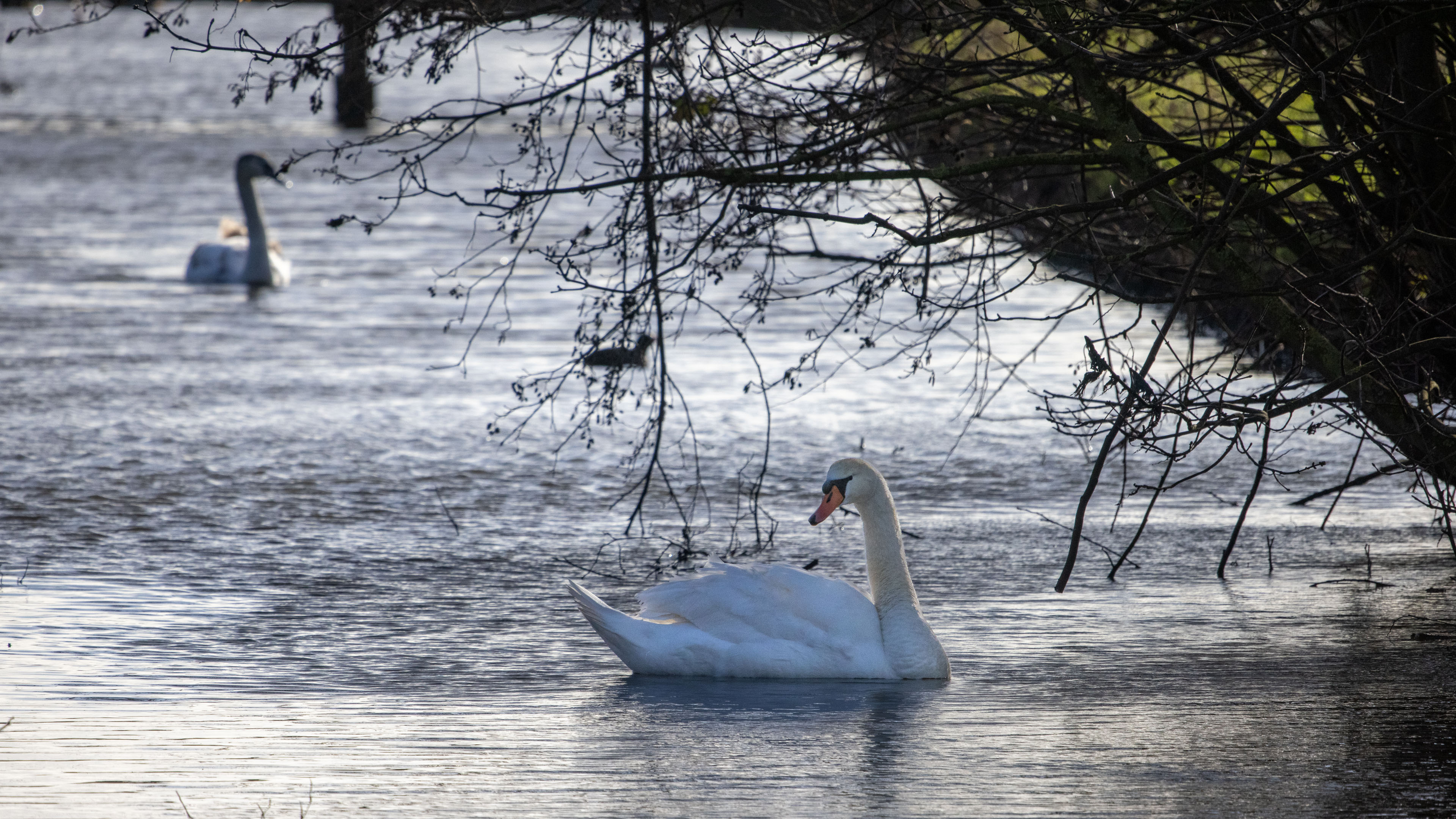 Review Canon RF 600mm F11 IS STM - Focus Review