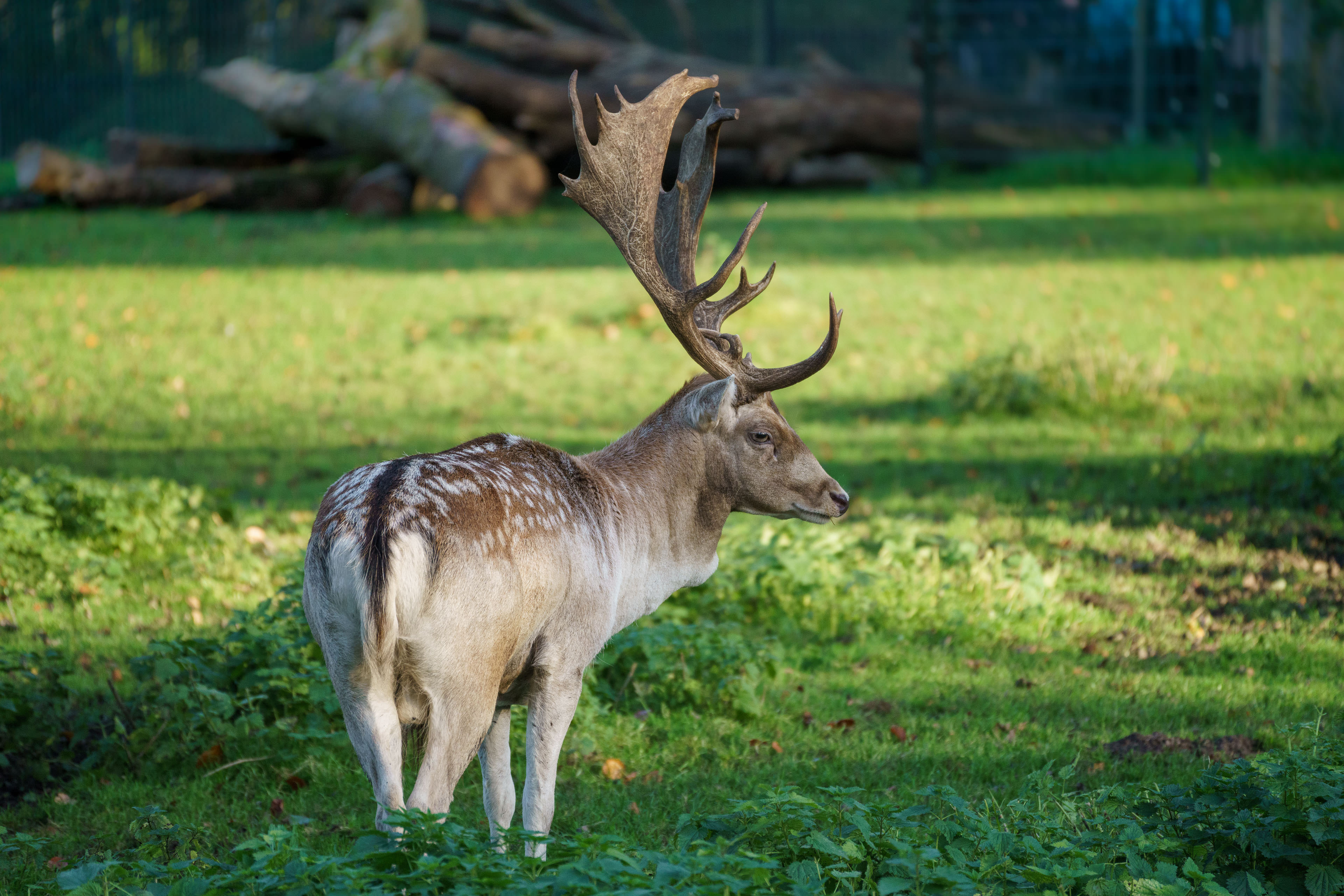 Hands On with the Tamron 70-300mm f/4.5-6.3 Di III RXD for Sony E-mount