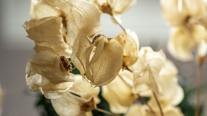 FocusReview_Fujifilm_GF_110mm_TS_Macro_016