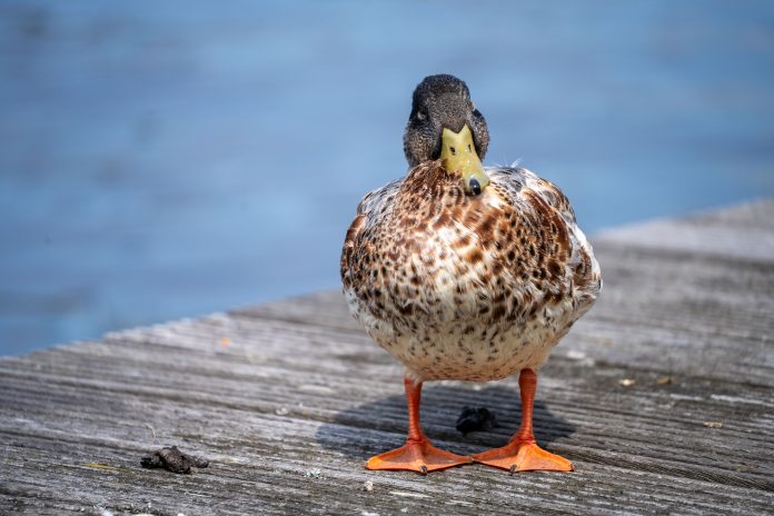 FocusReview_Tamron_50-300mm_Di-III-VXD_033