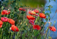 Full Review Nikon Z6III – veelzijdige alleskunner