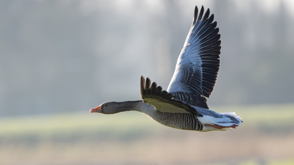 Sony FE 400-800mm F6.3-8 G OSS grauwe gans
