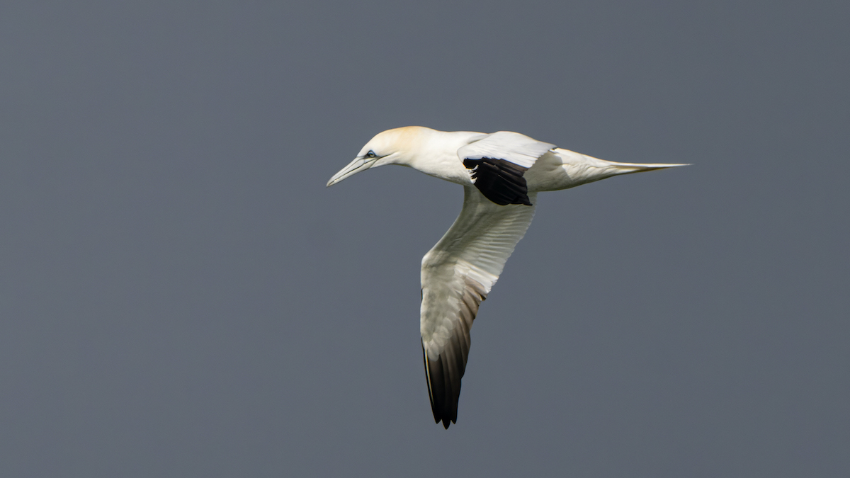 Sony FE 400-800mm F6.3-8 G OSSJan van Gent