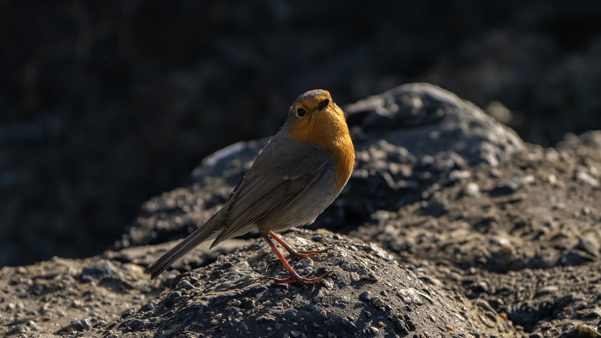 roodborst