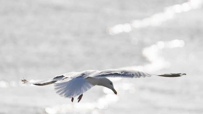 Sony FE 400-800mm zilvermeeuw