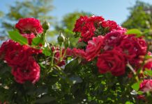 Review Sony FX2 rozenstruik